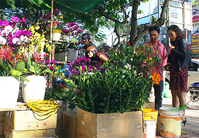 Nhiều sắc màu tươi thắm báo hiệu mùa xuân đang đến rất gần