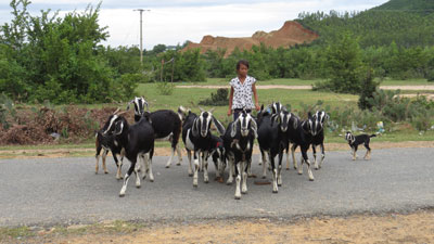 Giàu nuôi chó, khó nuôi dê…