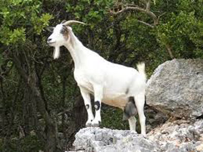 Nỗi niềm… như dê