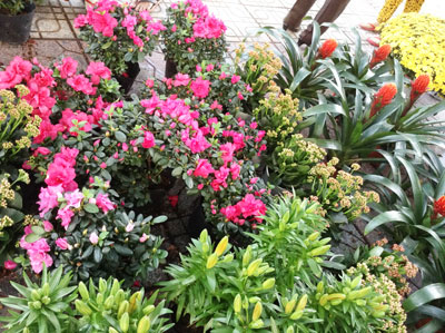 Hoa về trên lối đi