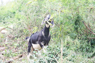Một con dê hoang đang nhởn nhơ gặm cỏ.