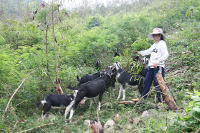Đàn dê của gia đình bà Năm thả nuôi ở mũi Cỏ.