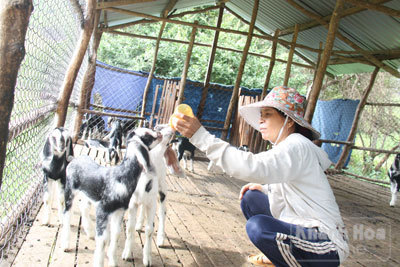 Dê con chưa tự kiếm ăn được chăm sóc riêng