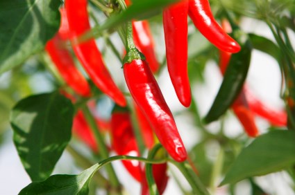 Chất capsaicin trong ớt cayenne có thể cải thiện vùng mỡ bụng. Hình minh họa