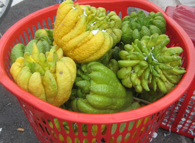 Phật thủ vượt ngàn cây số đến Nha Trang