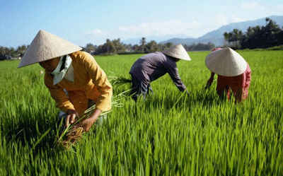 Những chiếc nón lá che nắng cho nông dân khi làm đồng - Ảnh: Rough Guides