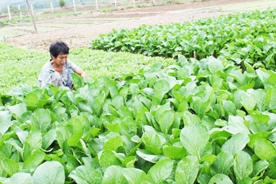 Dồi dào rau xanh cung ứng dịp Tết