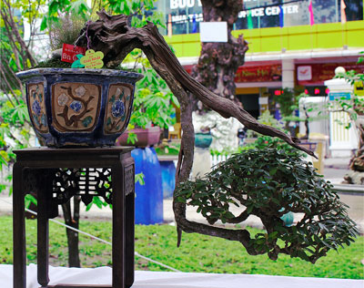 Thú chơi cây cảnh