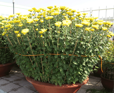 Hoa kiểng đẹp dành cho nhà rộng