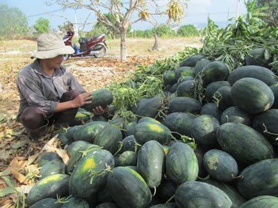 Nông dân buồn rầu với đống dưa không biết lúc nào được tiêu thụ.