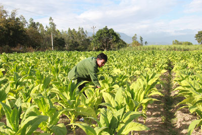 Anh Nguyễn Hữu Phương thu hoạch thuốc lá nguyên liệu.