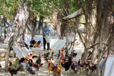 Hỗ trợ nông dân phát triển sản xuất