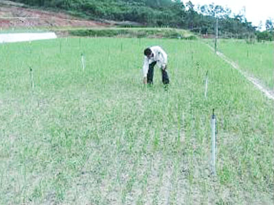 Lãi cao nhờ tỏi sẻ