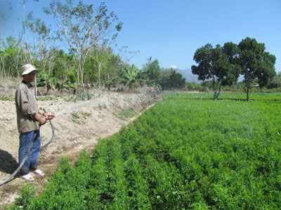 Cây rau ngót trên đất Diên Thọ