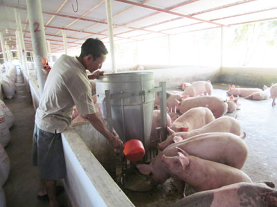 Chăn nuôi heo gia công đem lại hiệu quả kinh tế cao cho ông Ánh.