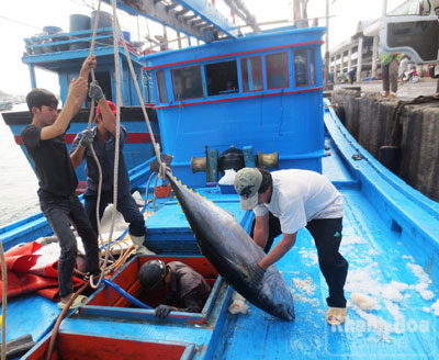 Ngư dân kéo cá từ khoang lên.