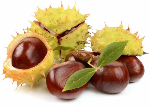 Hạt dẻ ngựa có thể giúp giảm bớt đau và phồng chân - Ảnh: Shutterstock