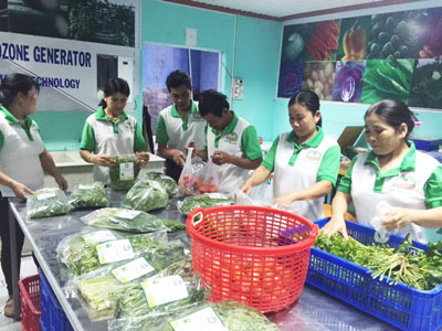 Đồng hành với vùng rau sạch Ninh Đông