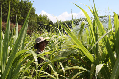 Khánh Sơn: Không còn mặn với cây mía đường