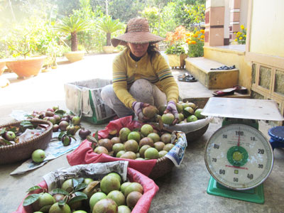 Phân loại vú sữa trước khi đưa đi tiêu thụ.