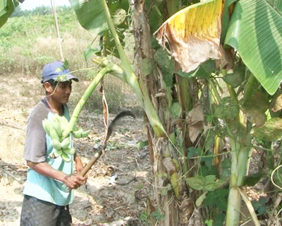 Xã Ba Cụm Bắc: Diện tích chuối giảm vì sâu bệnh