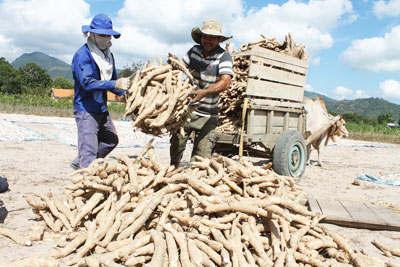 Cam Lâm: Mì mất mùa, giá thấp