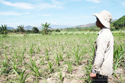 Anh Cao Niêng đứng bần thần bên ruộng bắp lai chịu hạn của gia đình.