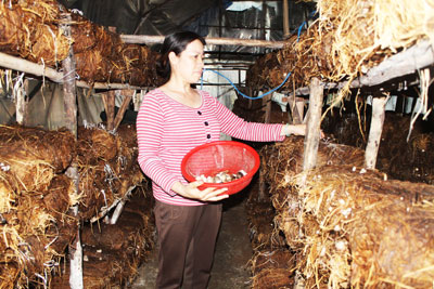 Nhiều mô hình kinh tế hiệu quả