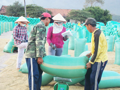  Vạn Ninh được mùa lúa.