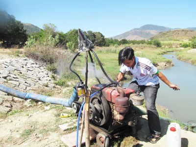 Cam Ranh: 340ha lúa thiếu nước trầm trọng
