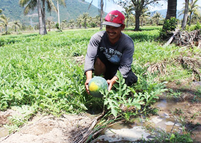 Phát triển dưa hấu, dưa lê nhờ chủ động nước tưới