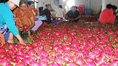 Giá thanh long tăng mạnh