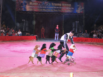 Sức hút của xiếc