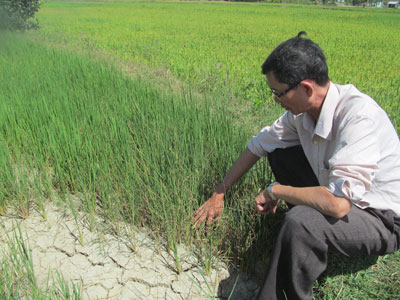 Ứng phó với tình hình khô hạn