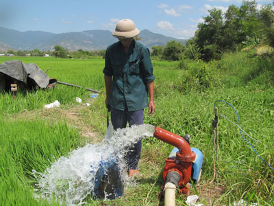  Người dân xã Cam Phước Đông (TP. Cam Ranh) bơm nước cứu lúa. Ảnh: Q.V