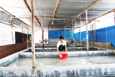 Năm 2015, dự kiến 3 trại anh Ngô Đình Đức sản xuất từ 40 - 50 triệu con giống.