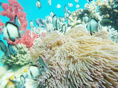 Những rạn san hô được cấy ghép đã sinh trưởng tốt.
