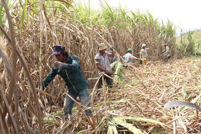 Thu hoạch mía ở xã Ninh Tây. Ảnh Nhân Tâm