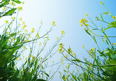 Tháng Ba, nhớ "Mùa hoa cải"