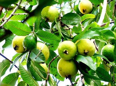 Có một khu vườn yên tĩnh trong tôi