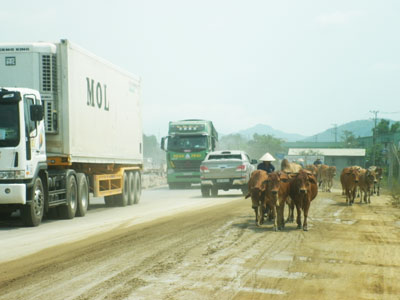 Bò lang thang trên Quốc lộ