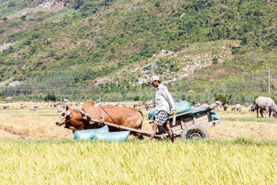 Xe bò là phương tiện chính để vận chuyển thóc từ ruộng vào khu tập kết.