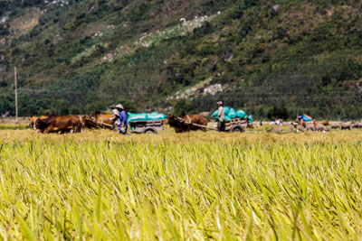 Vụ này, lúa tốt, người nông dân được mùa nhưng giá cả thấp hơn năm ngoái (5.900 đồng/ kg so với 6.800 đồng/kg - 2014)