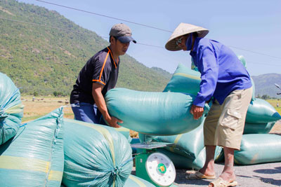 Cân thóc bán cho tư thương.