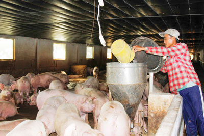 Nuôi heo trong phòng lạnh