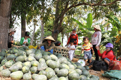 Dưa rẻ như bèo!