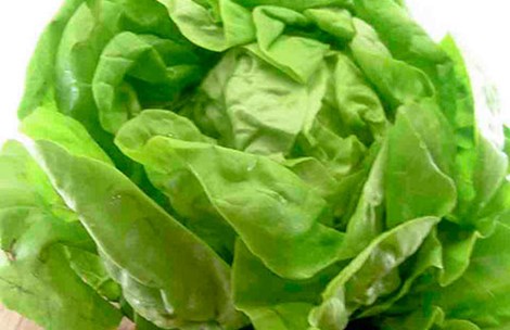 Ai tuyệt đối không nên ăn rau xà lách?