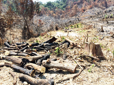 Phần đất rừng bị xâm lấn trái phép.