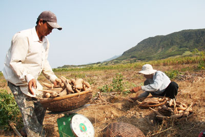 Nguồn thu từ cây mì ở Cam An Bắc thấp và khá bấp bênh.    