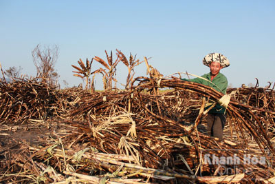Nơm nớp lo mía cháy